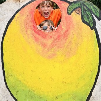 Mango Farm - Mango Madness - Farms Near Me - Waialua, Hawaii Mango Farm - Mango Madness - Farms Near Me - Waialua, Hawaii