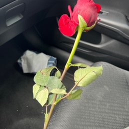 Dying rose handed out from employees to customers Dying rose handed out from employees to customers