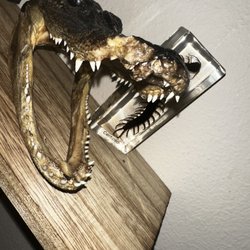 Wood Shark Trading - Taxidermy Croc