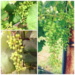 Caney Creek Winery - Clockwise from top left:  Montepulciano, Tempranillo and Chardonnay grapes