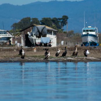 Kayak Connection - Rafting/Kayaking Near Me - Moss Landing, California Kayak Connection - Rafting/Kayaking Near Me - Moss Landing, California
