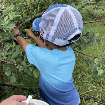 Echo Springs Blueberry Farm - Picking blueberries - Farmers Market Near Me - Murchison, Texas