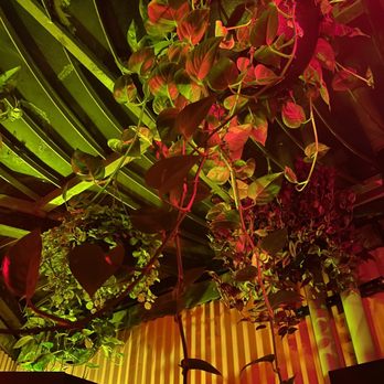 Habana Outpost - a plant hanging from the ceiling - Cuban Near Me - Brooklyn, New York