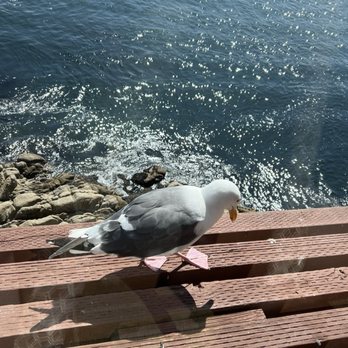 Chart House - Seagulls - Seafood Near Me - Monterey, California
