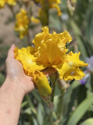 Nola's Iris Garden by null