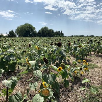 Shively Farms - Beautiful - Pick Your Own Farms Near Me - Berryton, Kansas