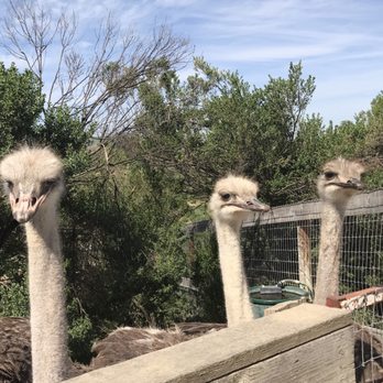Ostrichland USA - Attraction Farms Near Me - Solvang, California