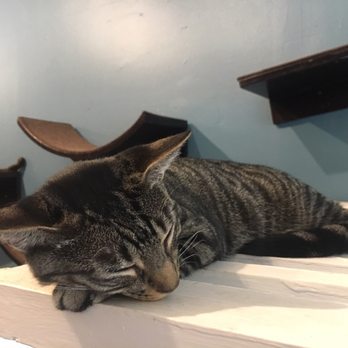 Brooklyn Cat Cafe - Pet Adoption Near Me - Brooklyn, New York Brooklyn Cat Cafe - Pet Adoption Near Me - Brooklyn, New York