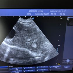 Valley Vetcare - Ultrasound abdomen