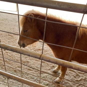 Agua Dulce Winery - Mini horse - Wineries Near Me - Agua Dulce, California
