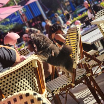 Bar La Rue - Cute pup at the table - Bars Near Me - Chicago, Illinois