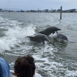 Captain Fins Sightseeing and Boat Tours