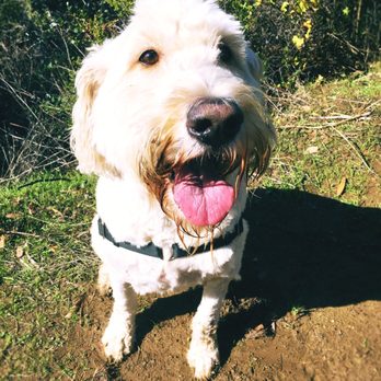 Ruffin' Around - Mochi smiling on the trail - Dog Walkers Near Me Ruffin' Around - Mochi smiling on the trail - Dog Walkers Near Me