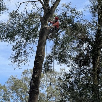 Nec Tree Service - Tree Services Near Me Nec Tree Service - Tree Services Near Me
