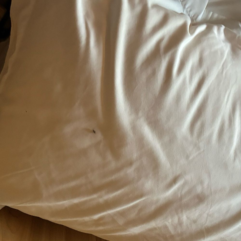 Cedar Creek Rv Park - Elm seed bug on pillow - RV Parks Near Me - Montrose, Colorado
