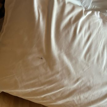 Cedar Creek Rv Park - Elm seed bug on pillow - RV Parks Near Me - Montrose, Colorado