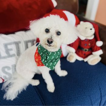 REIGNING CATS & DOGS - Updated June 2026 - 10 Photos & 16 Reviews