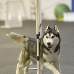 Canine Sports and Grooming