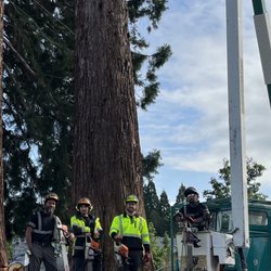 Tree Talk