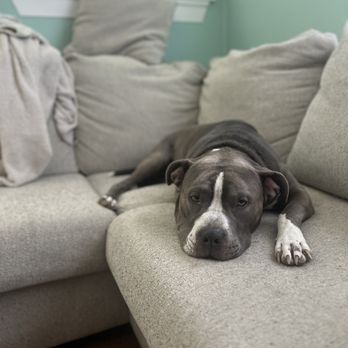 Pet Passages - Collin County, TX - Pet Cremation Services Near Me - Blue Ridge, Texas Pet Passages - Collin County, TX - Pet Cremation Services Near Me - Blue Ridge, Texas