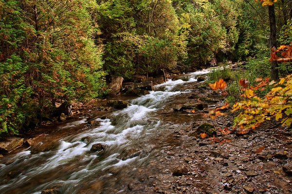 Belfountain Conservation Area by null