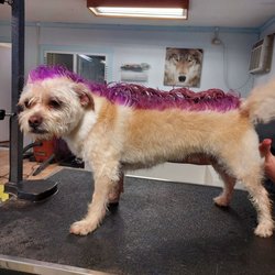 Affectionate Pet Salon
