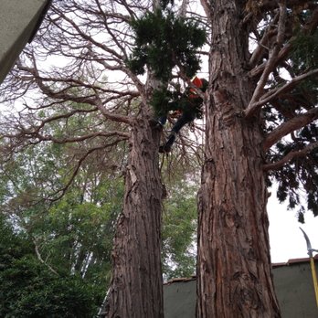tree service - Tree Services Near Me tree service - Tree Services Near Me