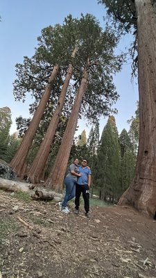 Giant Forest Museum by null