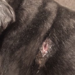 Open wound on my dog after getting shaved. Open wound on my dog after getting shaved.