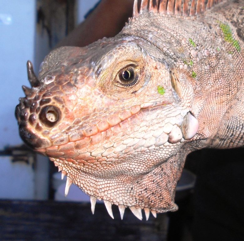 Florida Iguana & Tortoise Breeders Image