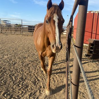 KF Equine - Horseback Riding Near Me - Tracy, California