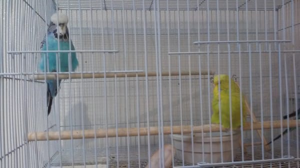 PET PLANET 14 Photos 14 Reviews 11968 S Redwood Rd Riverton 