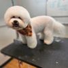 Button Nose Grooming & Pet Supply gift card