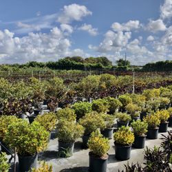 JM Nursery