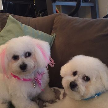 Bubbles Pet Spa - Pet Groomers Near Me - Torrance, California Bubbles Pet Spa - Pet Groomers Near Me - Torrance, California