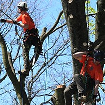 Tony's Tree Care - trimming broken links up - Tree Services Near Me - Bolingbrook, Illinois Tony's Tree Care - trimming broken links up - Tree Services Near Me - Bolingbrook, Illinois