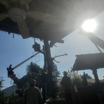 Steve's Tree Service - One of the last haul out of the final massive cottonwood tree. - Tree Services Near Me - Ripon, California