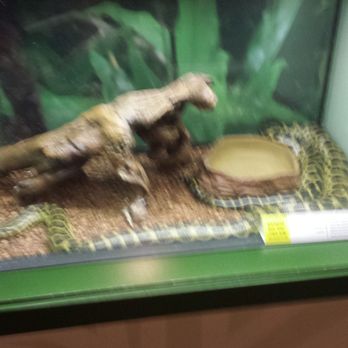 Fernbank Science Center - Reptile exhibit - Museums Near Me - Atlanta, Georgia