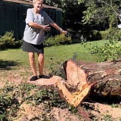 Rowan Tree Care - 50ft 125-50yr old pine Death Tree. I did cry when she finally fell.