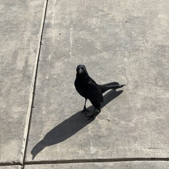 Buc-ee's - This lil fucker wouldn't go away while I was eating my Sammy! - Gas Stations Near Me - Denton, Texas