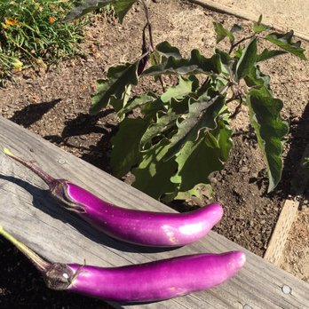 Temescal Farmers Market - 2 more eggplants from the plant we got here! - Farmers Market Near Me - Oakland, California Temescal Farmers Market - 2 more eggplants from the plant we got here! - Farmers Market Near Me - Oakland, California
