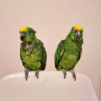 Parrot Stars - This beautiful babies are still available. - Bird Shops Near Me - Arlington Heights, Illinois