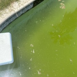 Edgar's Pool Servicing - The clean part!!!