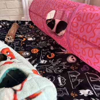The Fluffy Cow Cafe - Guinea pigs! - Petting Zoos Near Me - St. Augustine, Florida