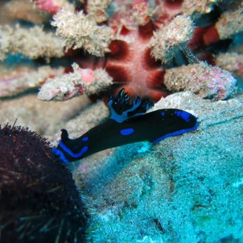 Banyan Tree Divers Maui - Scuba Diving Near Me - Lahaina, Hawaii