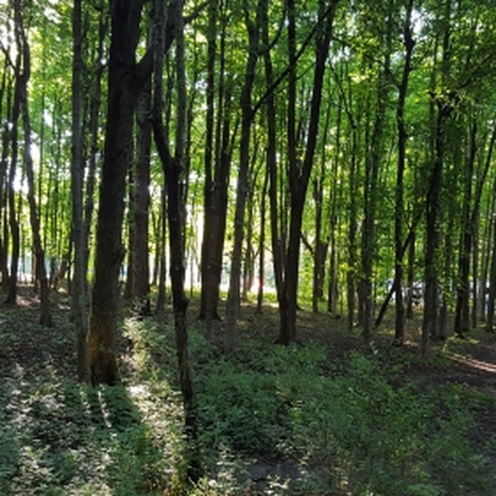 Moraine View State Recreation Area - Trails around campground and behind sites in Loop P - Parks Near Me - Le Roy, Illinois