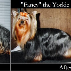 Country Life Bed & Biscuit - Fancy, a sweet Yorkie with a show cut, before & after