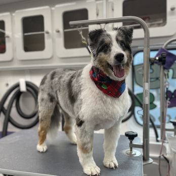 Barking Dogs Mobile Grooming - Chewbacca is a happy clean boy! - Pet Groomers Near Me