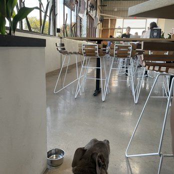 Pinthouse Brewing - Patio area allows dogs - Brewpubs Near Me - Austin, Texas Pinthouse Brewing - Patio area allows dogs - Brewpubs Near Me - Austin, Texas