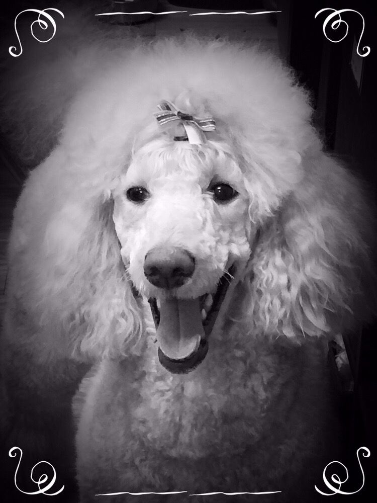 DOG GROOMING WITH JESSIE Updated April 2024 10681 Spostylvania Ave